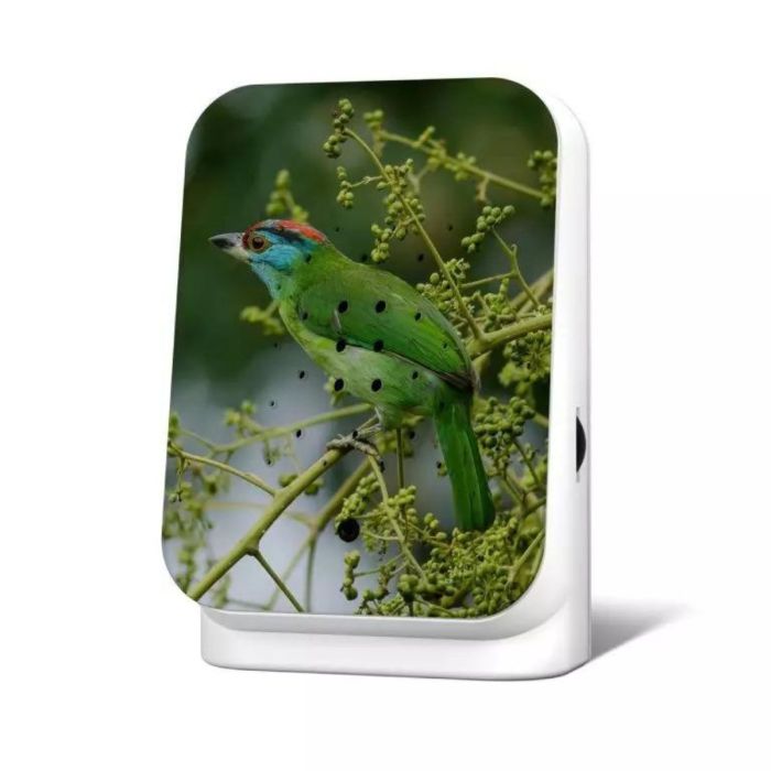 JungleBox Limited Edition BLUE-THROATED BARBET