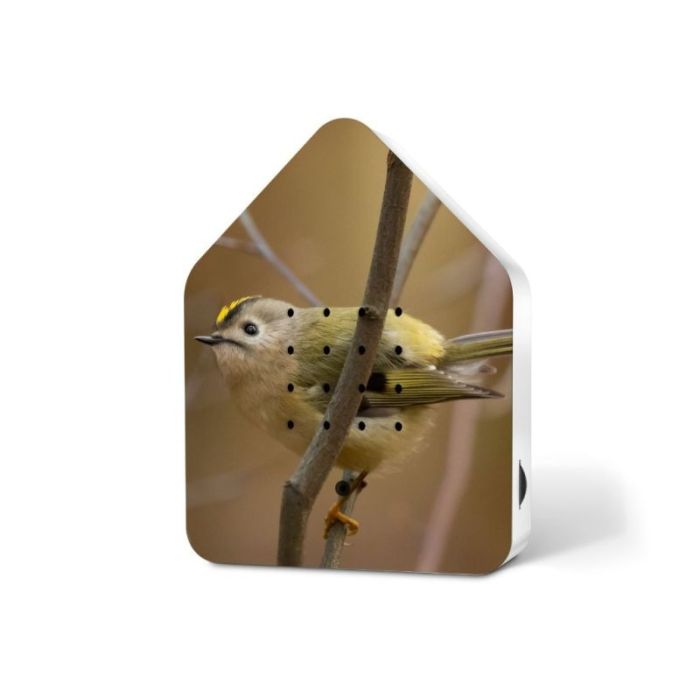 Zwitscherbox Limited Edition Goldcrest